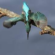 Common Kingfisher