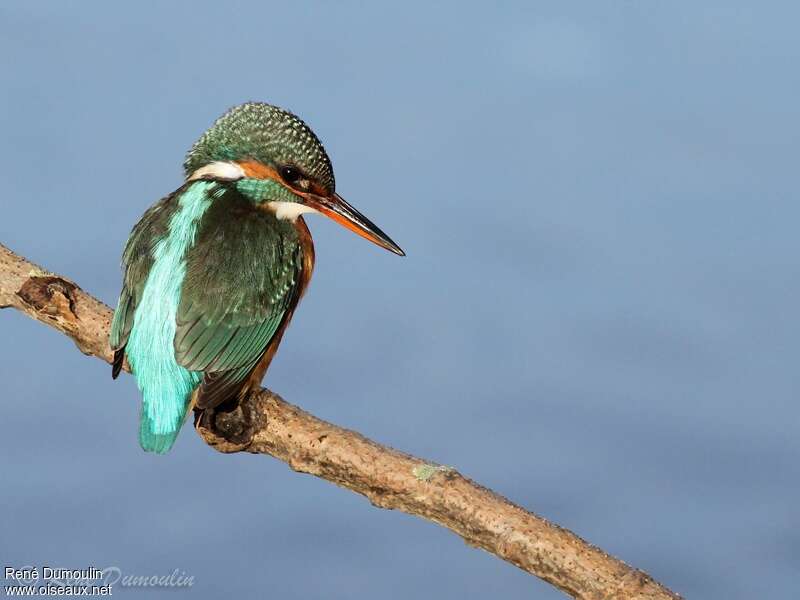 Common Kingfisher female adult, identification, fishing/hunting