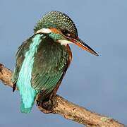 Common Kingfisher