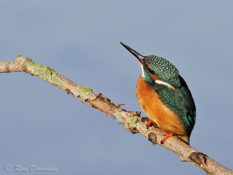 Common Kingfisher female adult, identification