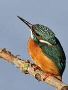 Common Kingfisher