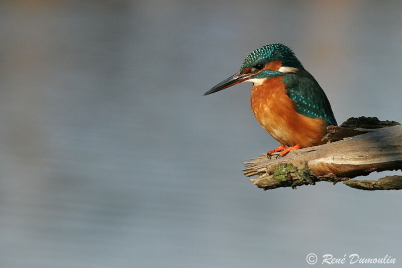 Martin-pêcheur d'Europe femelle adulte, identification