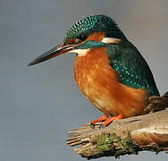 Common Kingfisher