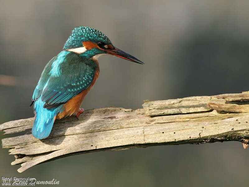 Common Kingfisher female adult, identification