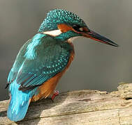 Common Kingfisher