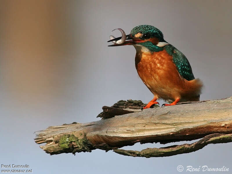 Common Kingfisher female adult, feeding habits, Behaviour