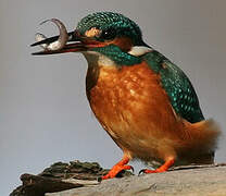 Common Kingfisher