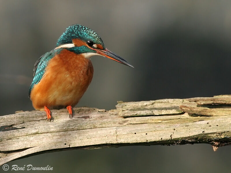 Martin-pêcheur d'Europe femelle adulte, identification