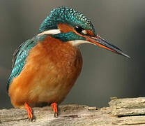 Common Kingfisher