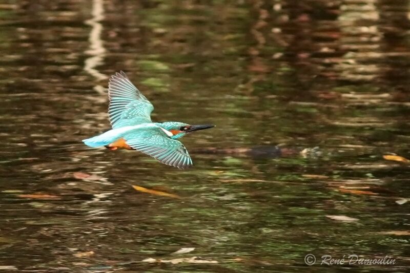 Common Kingfisheradult, Flight