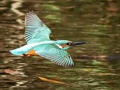 Common Kingfisher