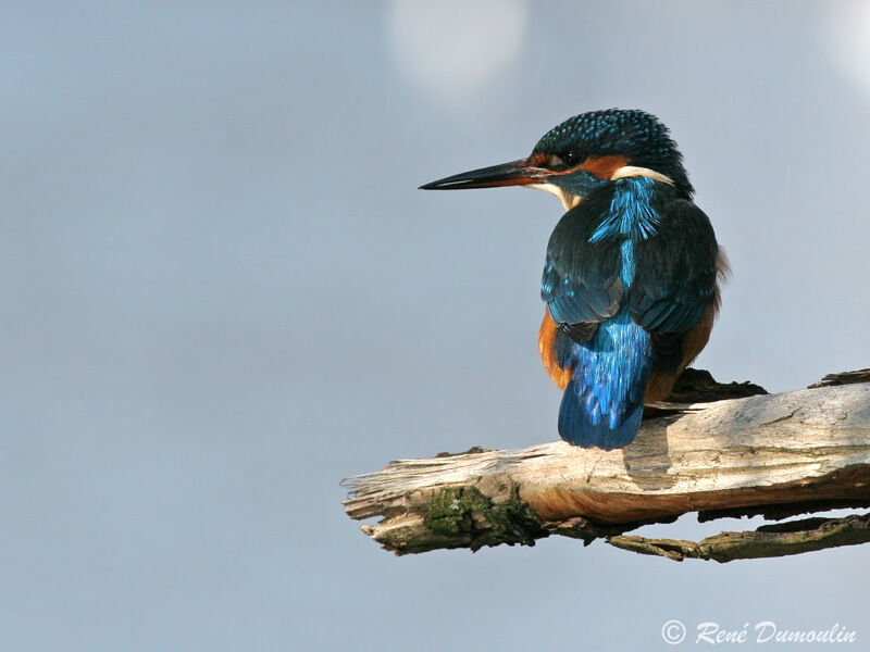 Common Kingfisher female adult, identification