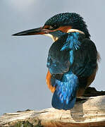 Common Kingfisher