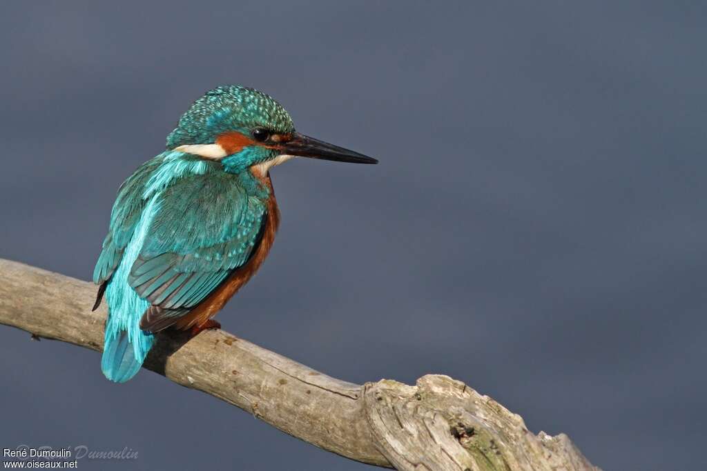 Common Kingfisher male Second year, identification