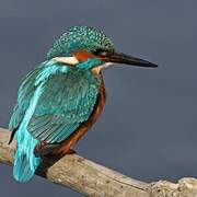 Common Kingfisher