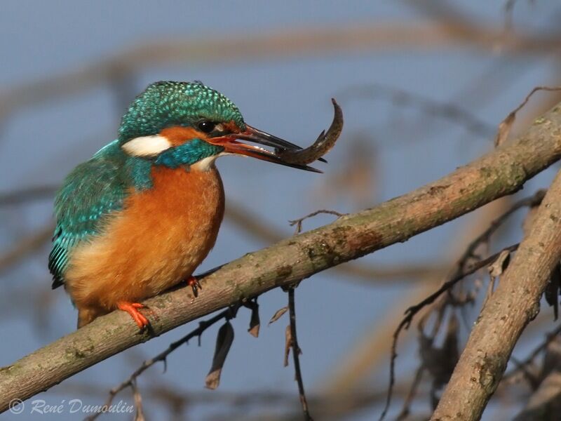 Common Kingfisher female adult, identification, feeding habits