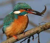 Common Kingfisher