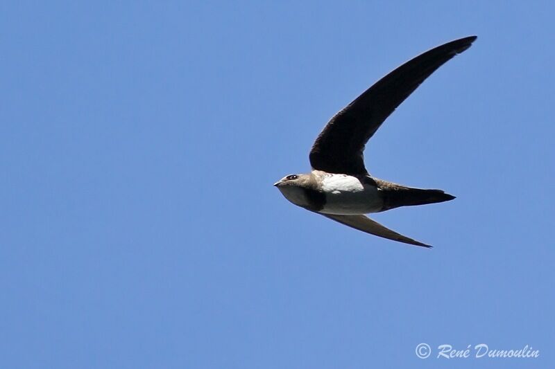 Alpine Swiftadult, Flight