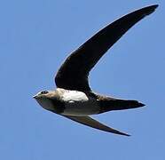 Alpine Swift