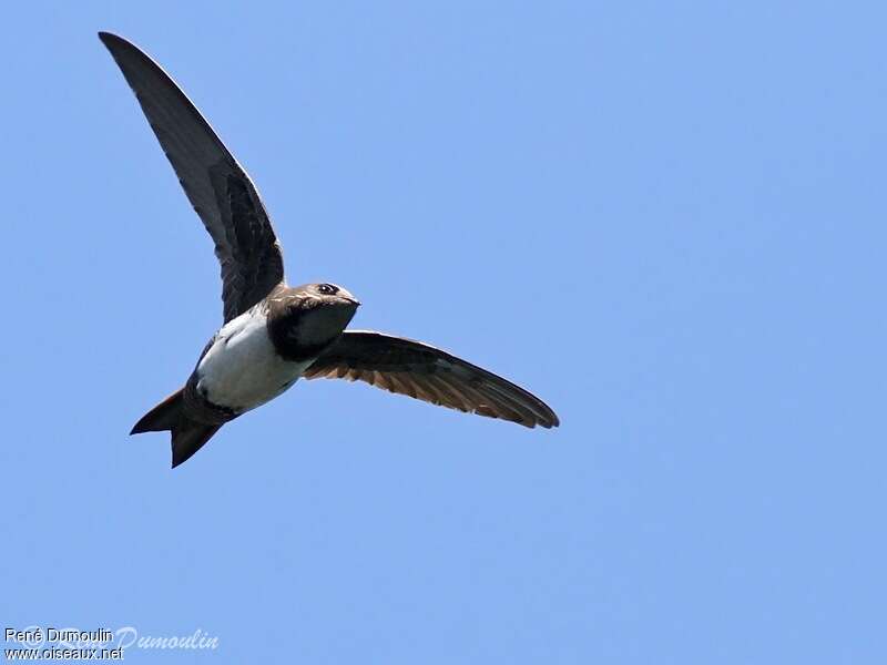 Alpine Swiftadult, Flight