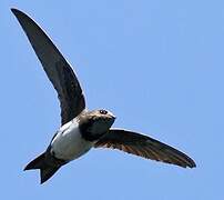 Alpine Swift