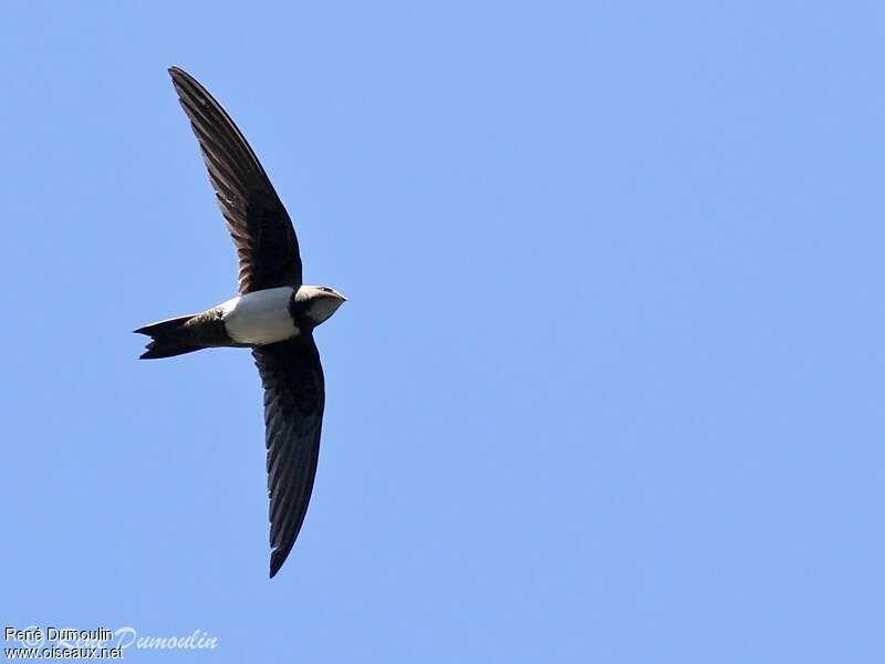 Alpine Swiftadult, Flight