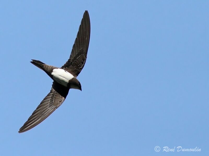 Alpine Swiftadult, Flight