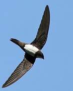 Alpine Swift