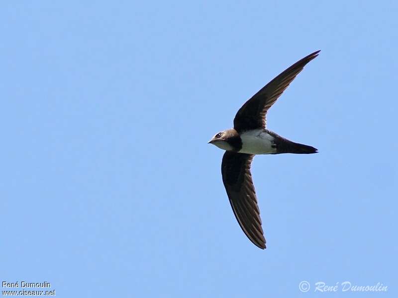 Alpine Swiftadult, identification