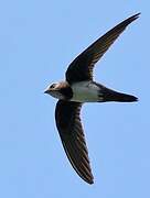 Alpine Swift