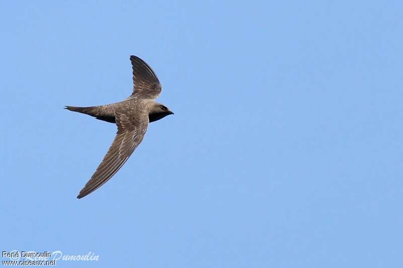 Alpine Swift, Flight