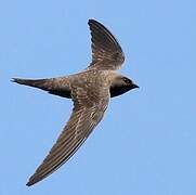 Alpine Swift