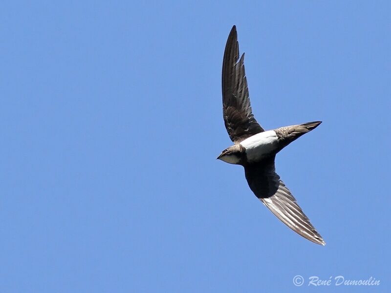 Alpine Swiftadult, Flight