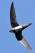 Alpine Swift