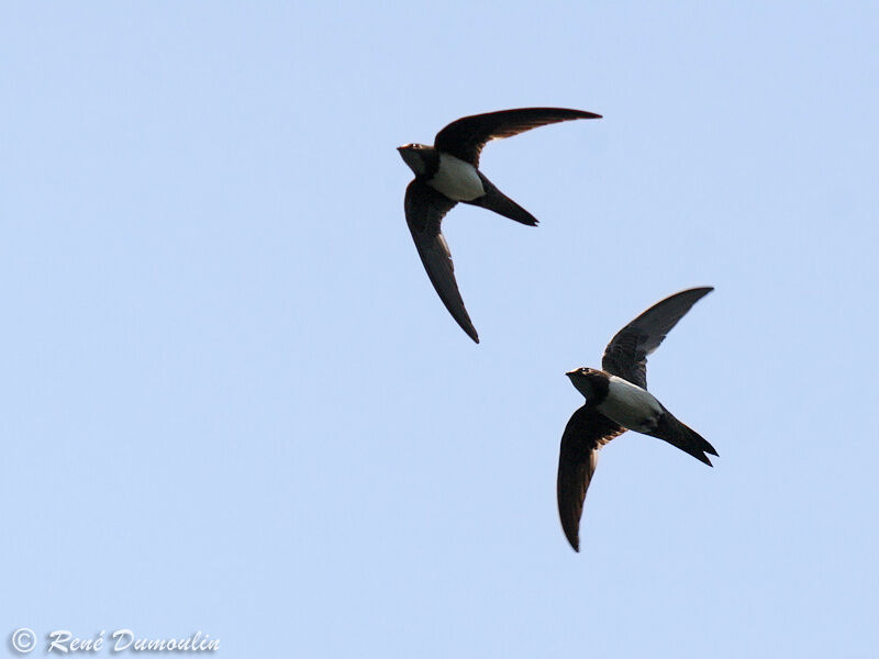 Alpine Swiftadult