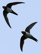 Alpine Swift