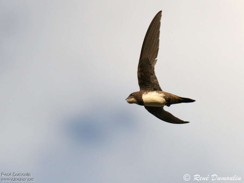 Alpine Swiftadult, fishing/hunting, Reproduction-nesting, Behaviour