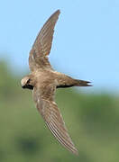 Alpine Swift