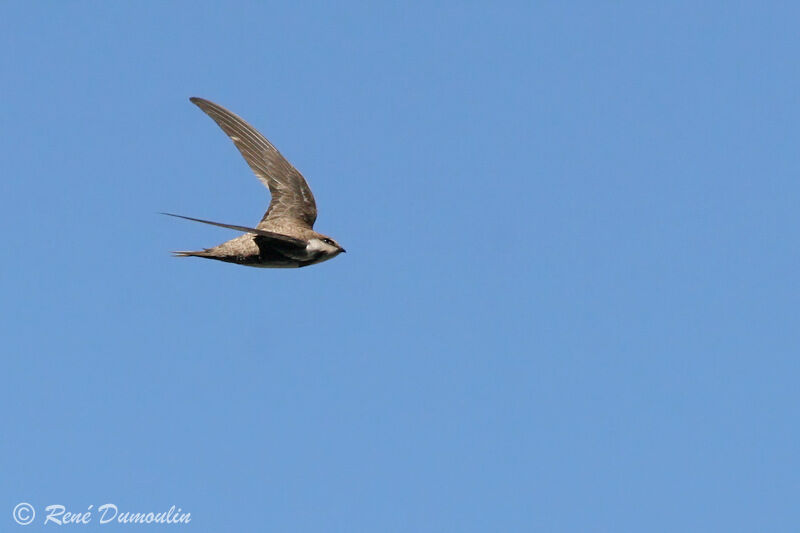 Alpine Swiftadult