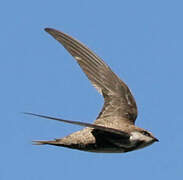 Alpine Swift