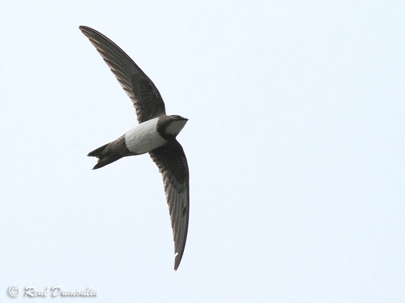 Alpine Swiftadult, Flight