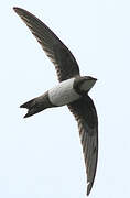 Alpine Swift