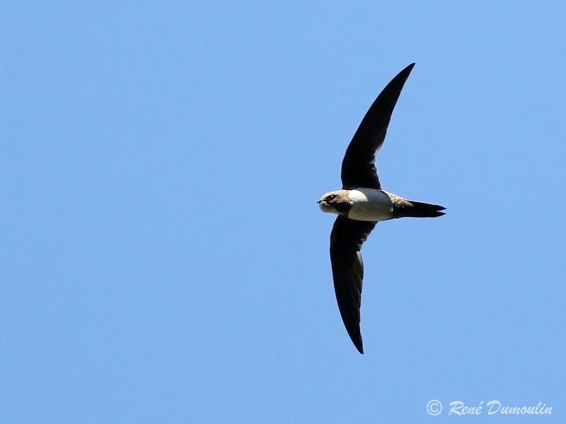 Alpine Swiftadult, Flight