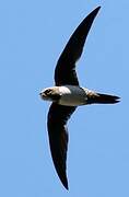 Alpine Swift