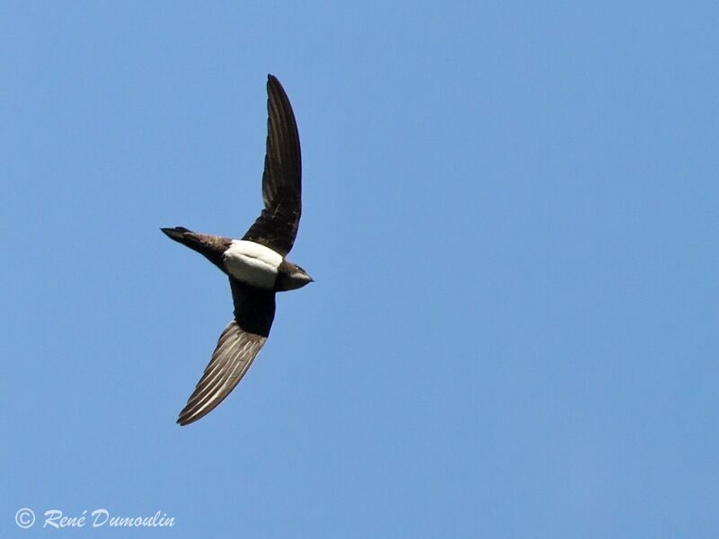 Alpine Swift, Flight