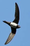 Alpine Swift