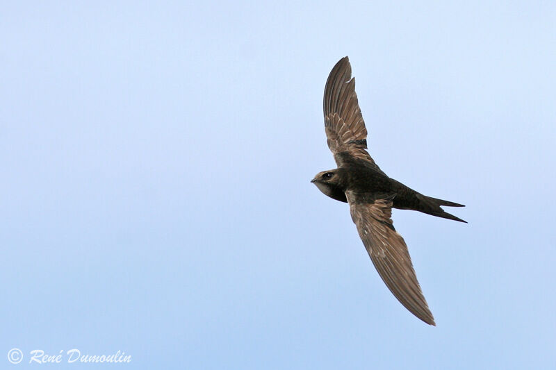 Common Swiftadult