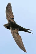 Common Swift