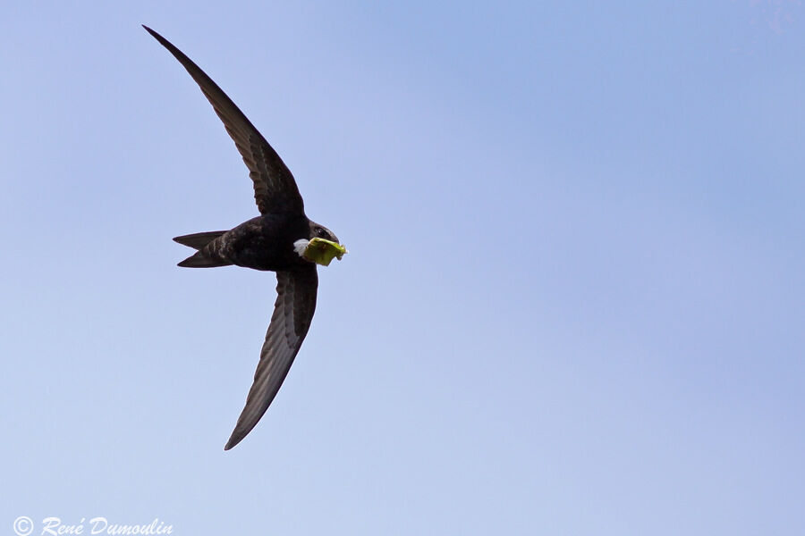 Common Swiftadult, Flight