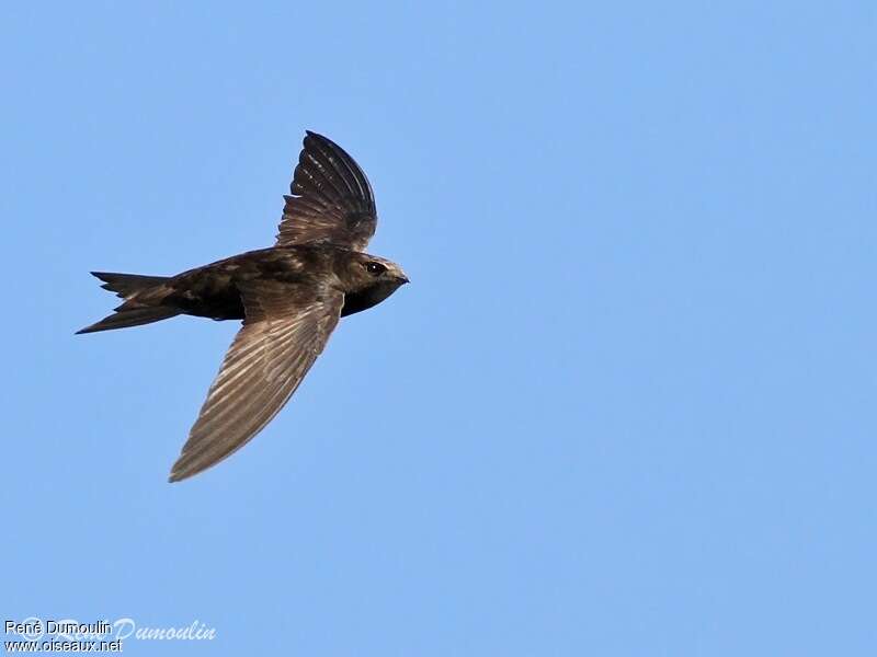 Common Swiftadult, identification, Flight